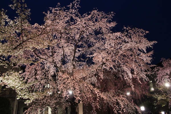 1945-12.4.10南から　バックライトぽつぽつ　祇園枝垂れ桜.jpg